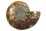 Cut & Polished Ammonite Fossil (Half) - Madagascar #296408-1